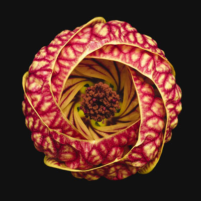 معرفی برندگان جایزه جهانی عکاسی ماکرو ۲۰۲۰